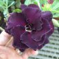 'Purple Angel' Adenium Desert Rose 4 seeds