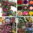 Mixed 4 Types of Climbing Rose 100 Seeds