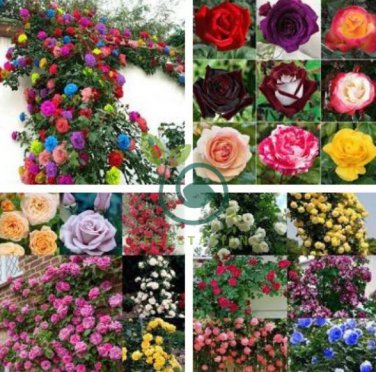 Mixed 4 Types of Climbing Rose 100 Seeds