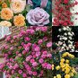 Mixed 4 Types of Climbing Rose 100 Seeds