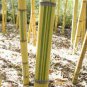 Phyllostachys Viridis 'Sulfurea' Yellwo Green Striped Bambo 60 Seeds