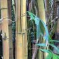 Phyllostachys Viridis 'Sulfurea' Yellwo Green Striped Bambo 60 Seeds