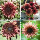 Double Dandy Hybrid Sunflower Ornamental 30 Seeds