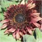 Double Dandy Hybrid Sunflower Ornamental 30 Seeds