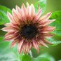 Double Dandy Hybrid Sunflower Ornamental 30 Seeds