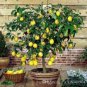 Bonsai Yellow Green Lemon Tree 60 Seeds