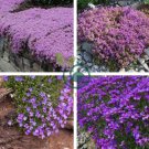 Creeping Thyme Bonsai or Blue Rock CRESS Plant 1000 Seeds