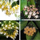 Hoya  Rare Rocket Hoya Flower 200 Seeds