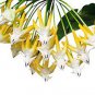 Hoya  Rare Rocket Hoya Flower 200 Seeds