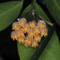 Hoya Rare Rocket Hoya Flower 200 Seeds