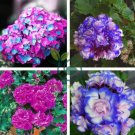 Rare Purple Rose Geranium Seeds Double Pelargonium Flowers 20 Seeds