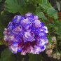 Rare Purple Rose Geranium Seeds Double Pelargonium Flowers 20 Seeds
