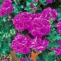 Rare Purple Rose Geranium Seeds Double Pelargonium Flowers 20 Seeds