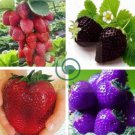 Mixed Strawberry Black Blue Giant Red Purple 200 Seeds