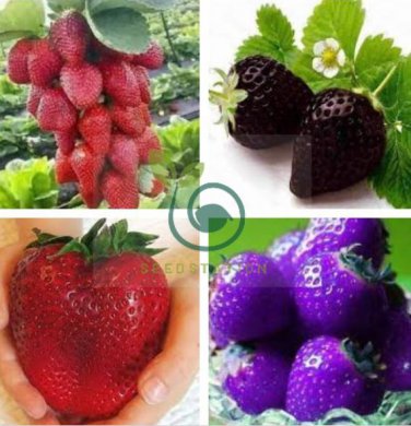 Mixed Strawberry Black Blue Giant Red Purple 200 Seeds