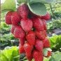 Mixed Strawberry Black Blue Giant Red Purple 200 Seeds