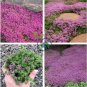 Creeping Thyme 200 Seeds