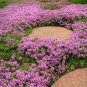 Creeping Thyme 200 Seeds