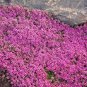 Creeping Thyme 200 Seeds