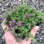 Creeping Thyme 200 Seeds