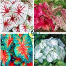 Multicolor Thailand Caladium Bonsai Perennial Flowers Garden Potted 240 Seeds
