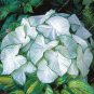 Multicolor Thailand Caladium Bonsai Perennial Flowers Garden Potted 240 Seeds