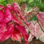 Multicolor Thailand Caladium Bonsai Perennial Flowers Garden Potted 240 Seeds