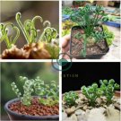 Latifolia Spring Grass Bonsai Albuca Namaquensis Spiral Grass 200 Seeds