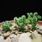 Latifolia Spring Grass Bonsai Albuca Namaquensis Spiral Grass 200 Seeds