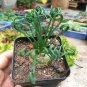 Latifolia Spring Grass Bonsai Albuca Namaquensis Spiral Grass 200 Seeds