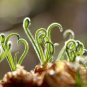 Latifolia Spring Grass Bonsai Albuca Namaquensis Spiral Grass 200 Seeds