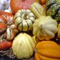 New Pink Pumpkin Vegetables 20 Seeds