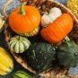 New Pink Pumpkin Vegetables 20 Seeds