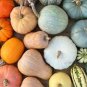 New Pink Pumpkin Vegetables 20 Seeds