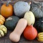 New Pink Pumpkin Vegetables 20 Seeds