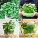 Flower Seeds Pilea 100 Seeds