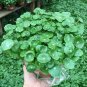 Flower Seeds Pilea 100 Seeds