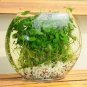Flower Seeds Pilea 100 Seeds