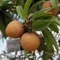 Rare Mini Manilkara Zapota 200 Seeds