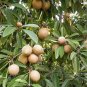 Rare Mini Manilkara Zapota 200 Seeds