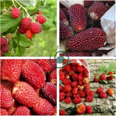 New Heirloom Mix Four different varieties of Rare Raspberry 800 Seeds