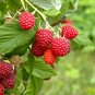 New Heirloom Mix Four different varieties of Rare Raspberry 800 Seeds