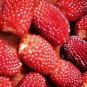 New Heirloom Mix Four different varieties of Rare Raspberry 800 Seeds
