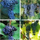 Frontenac Blue Grape 200 Seeds