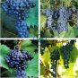 Frontenac Blue Grape 200 Seeds