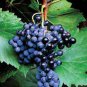 Frontenac Blue Grape 200 Seeds