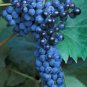 Frontenac Blue Grape 200 Seeds