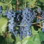 Frontenac Blue Grape 200 Seeds