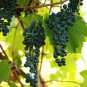 Frontenac Blue Grape 200 Seeds