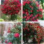Heirloom Big Blooming Fresh Red Rose Tree for Landscape 100 Seeds